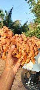fresh ginger