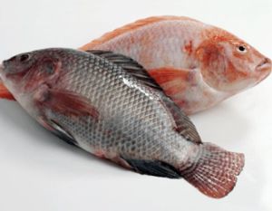 Tilapia Whole Fish 100-200,200-300,300-400g