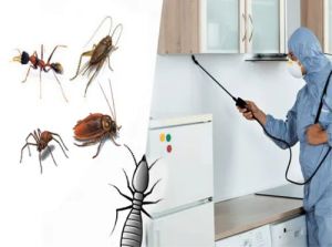 Residential Pest Control Service