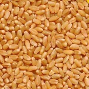 Lokwan Wheat