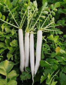 Radish Ivory White