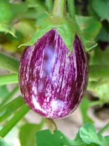 504 F1 HY BRINJAL SEEDS