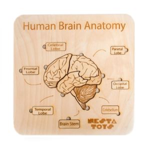 Human Brain Anatomy Puzzle DIY Coloring Activity