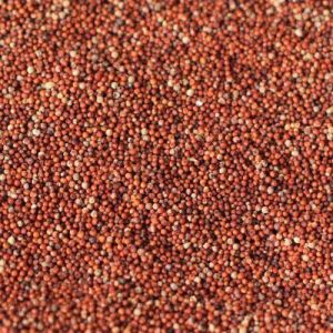 Finger Millet