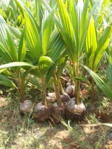 Coconut Plants