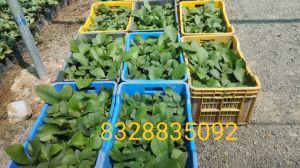 Tissue Culture Teak Plants