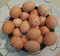 Poultry Brown Eggs