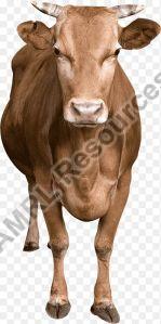 Holstein Cows , Bulls , Cattles , Ox , Heifers