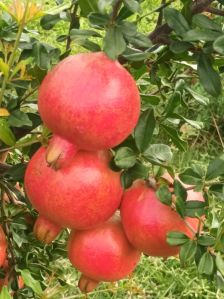 Fresh pomegranate