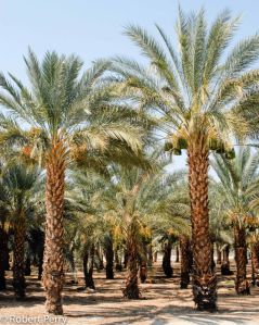 Date Palm Tree