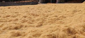 White Coir Fibre Bale