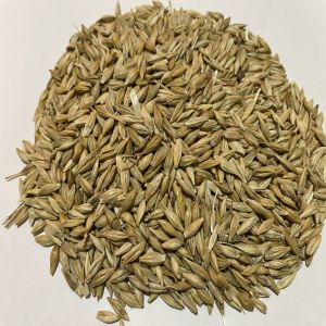 Barley Seeds