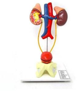 Human Excretory System Model