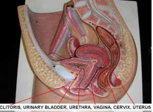 Human Reproductive System Model