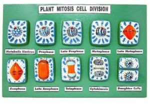 Plant Mitosis Cell Division