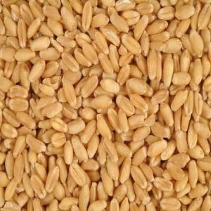 Organic RJ -1482 Wheat Seeds