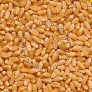 Organic Sharbati Wheat Seeds