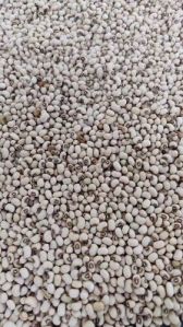 cowpea seed