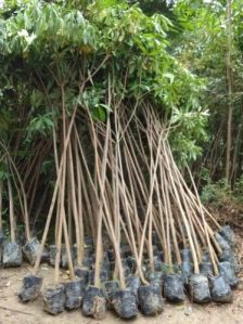 Alstonia Plant