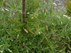 Apple Berry Plant