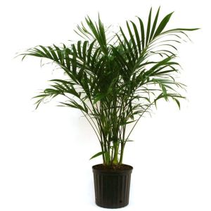 Areca Palm Plant