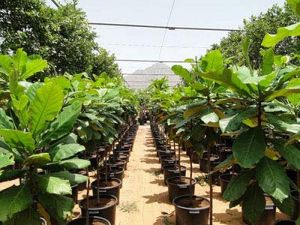 Avenue Plant