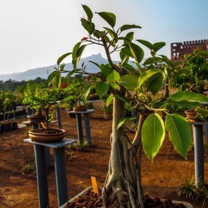 Banyan Tree