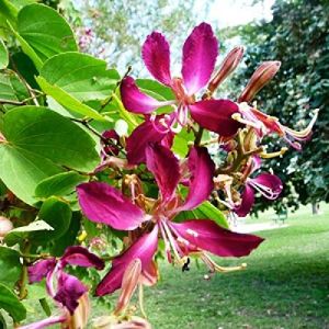 Bauhinia Plant