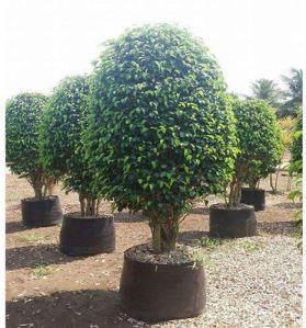 Black Ficus Plant