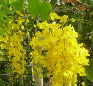 Cassia Fistula Plant