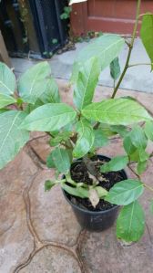 Cluster Fig Plant