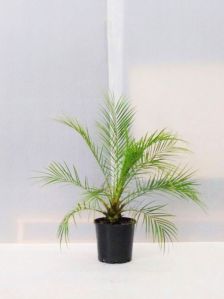 date palm plant