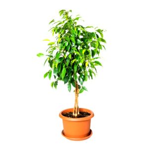 Ficus Benjamina Plant