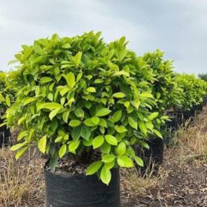 Ficus Panda Plant