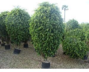 Ficus Reginald Plant