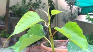 Ficus Religiosa Plant