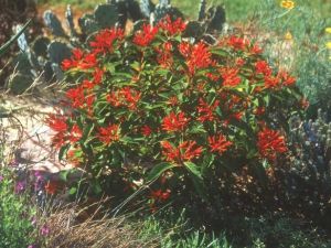 Firebush Plant