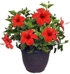 Hibiscus Plant