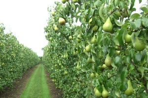 Indian Pear Plant