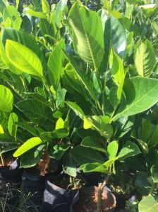 Jackfruit Plant