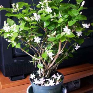 jasmine plant