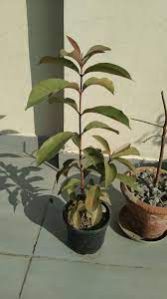 Java Plum Plant