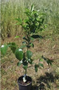 Kinnow Plant