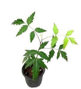 Neem Plant