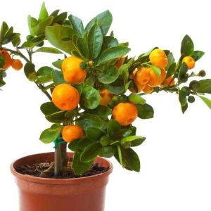 Orange Plant