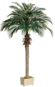 Palm Tree