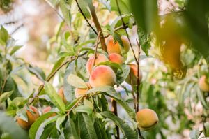 Peach Plant