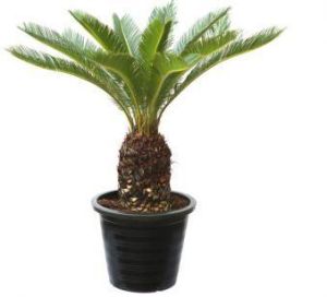 Royal Palm Plant