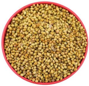 Coriander