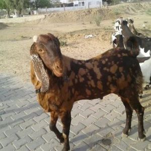 Live Ajmeri Goat